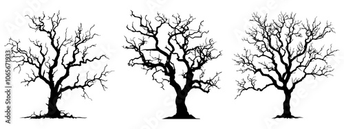 silhouette of tree