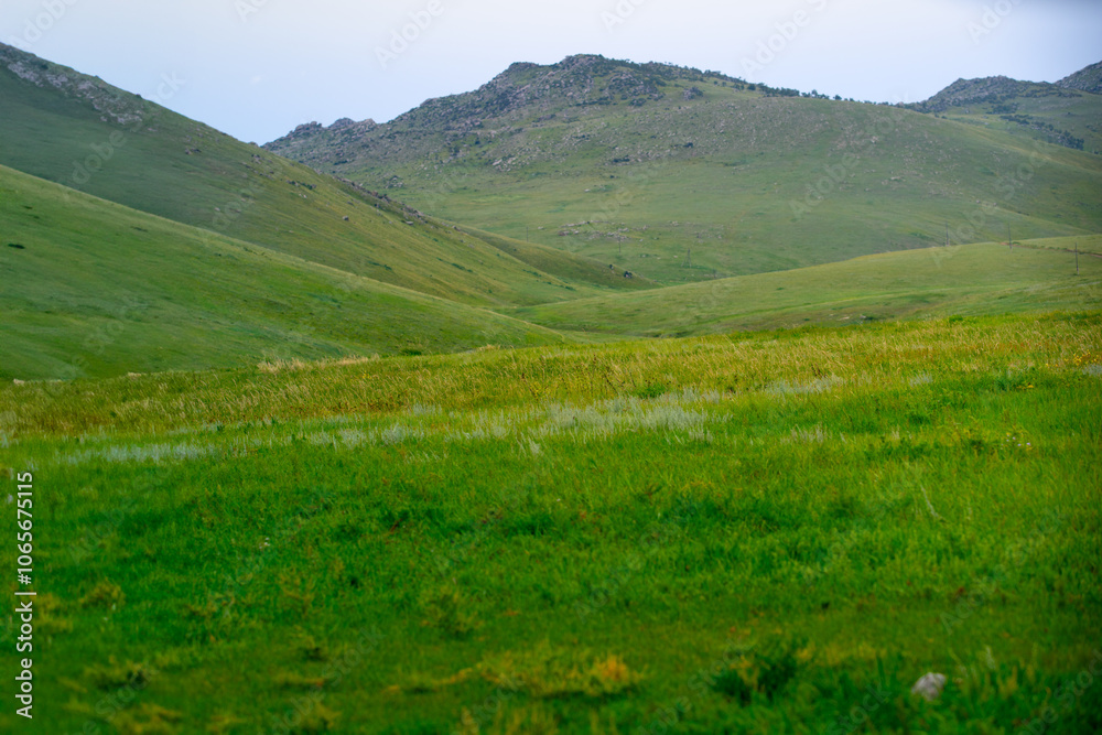Fototapeta premium Khustain Nuruu National Park, also known as Hustai National Park, the best known as a home to the Takhi or Przewalski's horse, the last surviving wild horse in the world, Mongolia