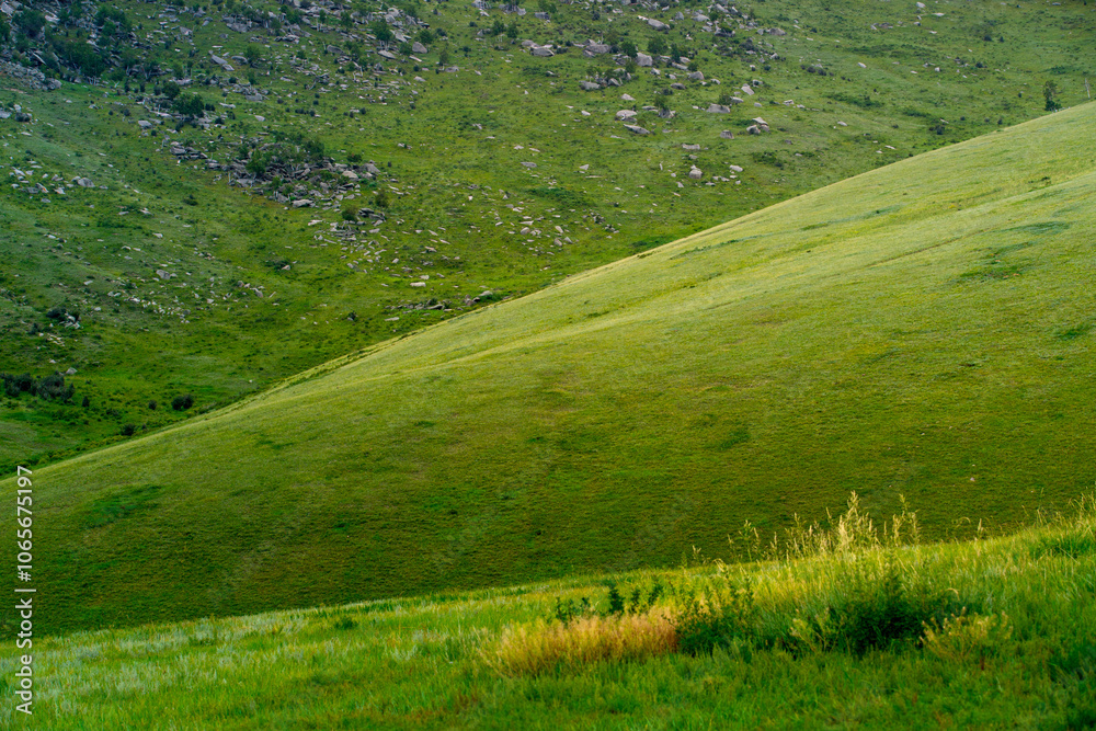 Obraz premium Khustain Nuruu National Park, also known as Hustai National Park, the best known as a home to the Takhi or Przewalski's horse, the last surviving wild horse in the world, Mongolia