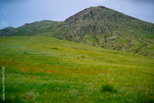 Khustain Nuruu National Park, also known as Hustai National Park, the best known as a home to the Takhi or Przewalski's horse, the last surviving wild horse in the world, Mongolia photo