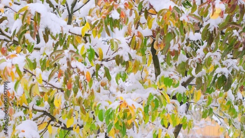 First autumn snow in the orchard on bright autumn leaves, gusts of wind throw snow off the branches, real-time footage