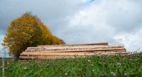 Chopped tree logs pilled up next to a forest, lumber wood industry, environmental, renewable energy, timber and deforestation  photo