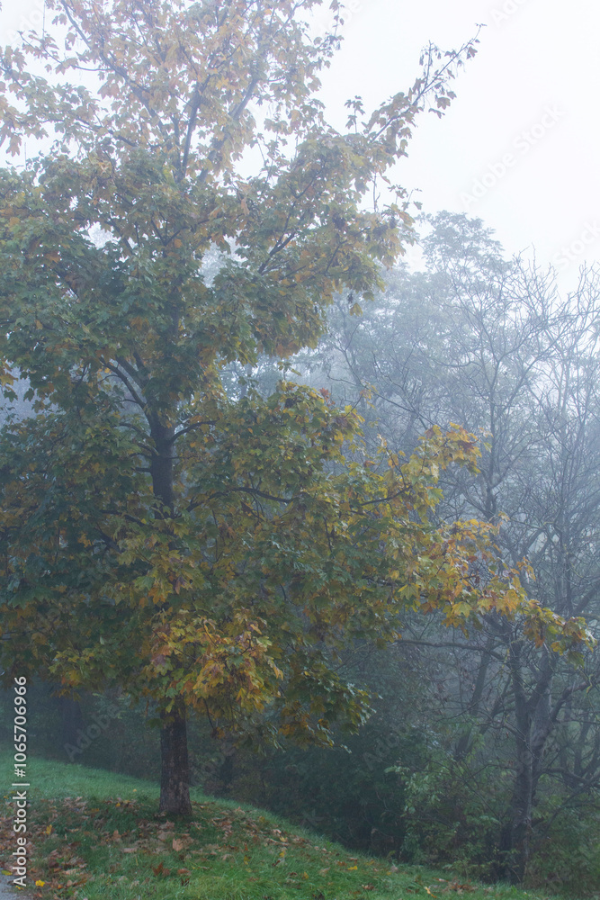Autumn in Moldova, foggy landscape in the park. Thick fog early in the morning on the lake shore.
