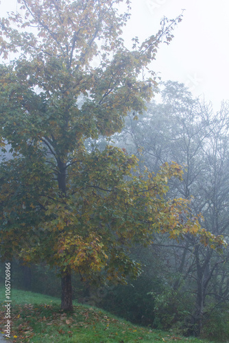 Obraz na płótnie Autumn in Moldova, foggy landscape in the park. Thick fog early in the morning on the lake shore. w salonie