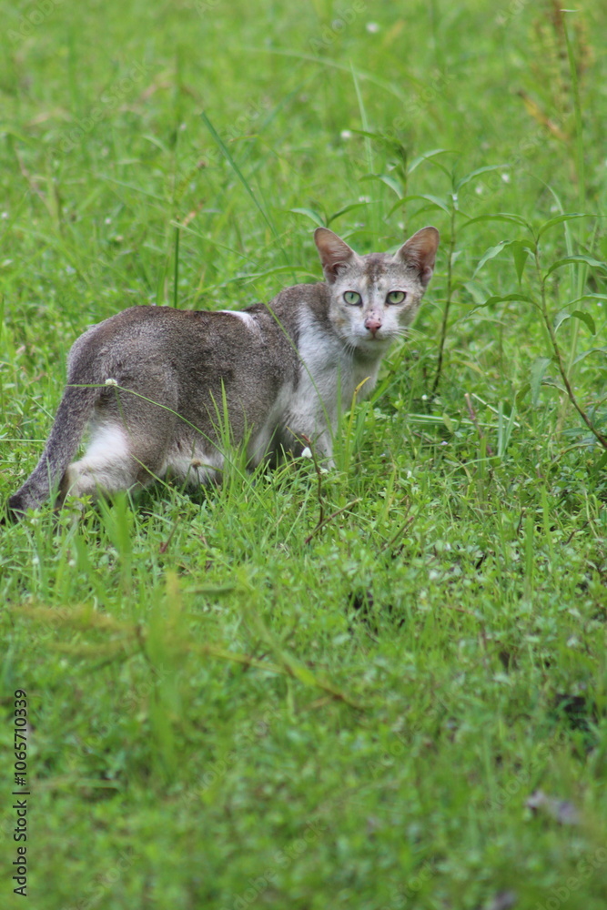 Fototapeta premium A village hunting cat is a resourceful, agile feline often found in rural areas, adept at catching small prey like mice, birds, and insects. These cats typically roam freely around farms or fields, us