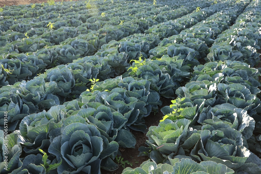 Obraz premium Green cabbages growing in field on sunny day