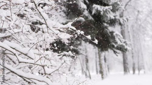 Wallpaper Mural Snowstorm in the forest, winter landscape. Heavy snowfall in the city park. Winter landscape - a snow-covered park with beautiful trees, covered with hoarfrost Torontodigital.ca