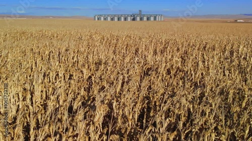 field of ripe corn and silo in the background
