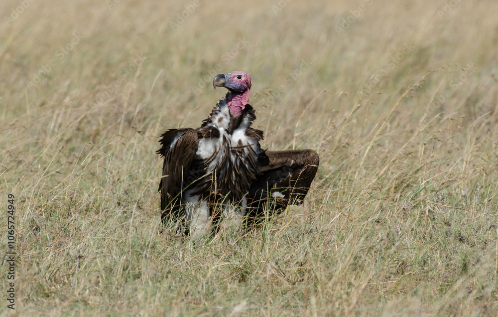 Obraz premium Vautour oricou,.Torgos tracheliotos, Lappet faced Vulture
