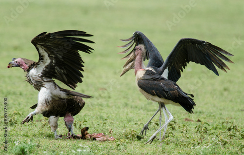 Vautour oricou,.Torgos tracheliotos,  Lappet faced Vulture, Marabout d'Afrique, Leptoptilos crumenifer, Marabou Stork,Afrique photo