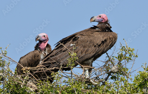 Vautour oricou,.Torgos tracheliotos,  Lappet faced Vulture photo