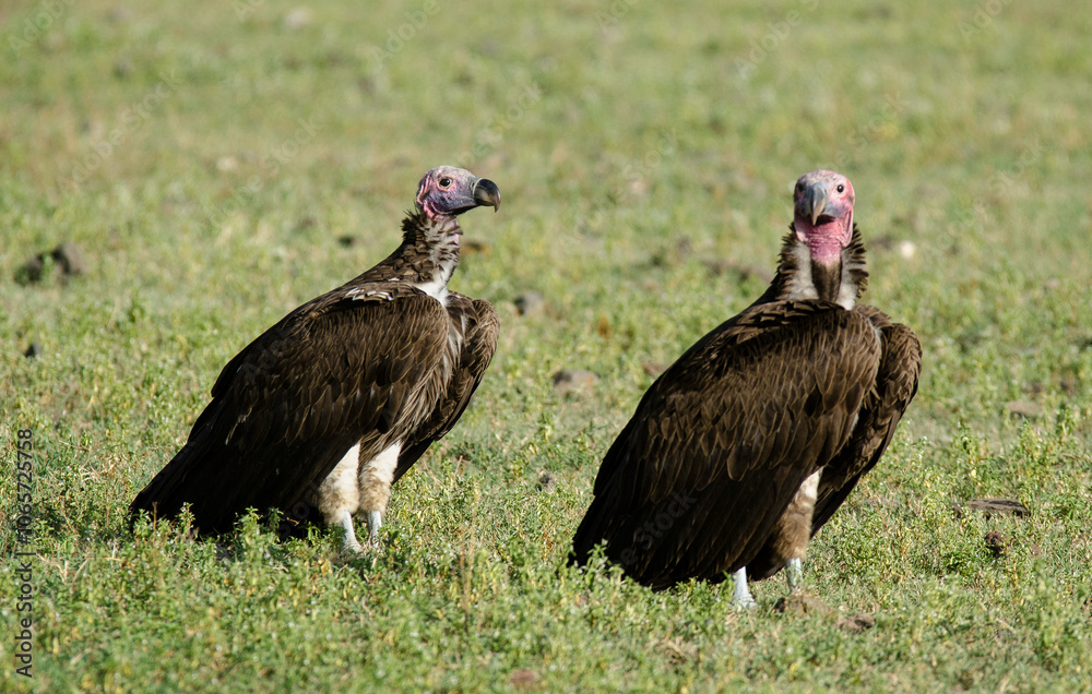 Fototapeta premium Vautour oricou,.Torgos tracheliotos, Lappet faced Vulture, Tanzanie