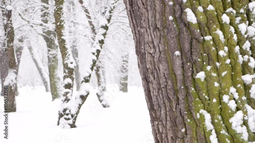 Snowstorm in the forest, winter landscape. Heavy snowfall in the city park. Winter landscape - a snow-covered park with beautiful trees, covered with hoarfrost