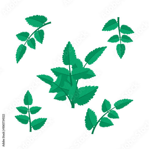 A sprigs of mint. Part of my color flat set of 15 best herbs for cooking. Greenery on a white. Herbs for meat, fish, drinks and cocktails. Used dev, app, design, web, ui, advertising.Vector 10 EPS