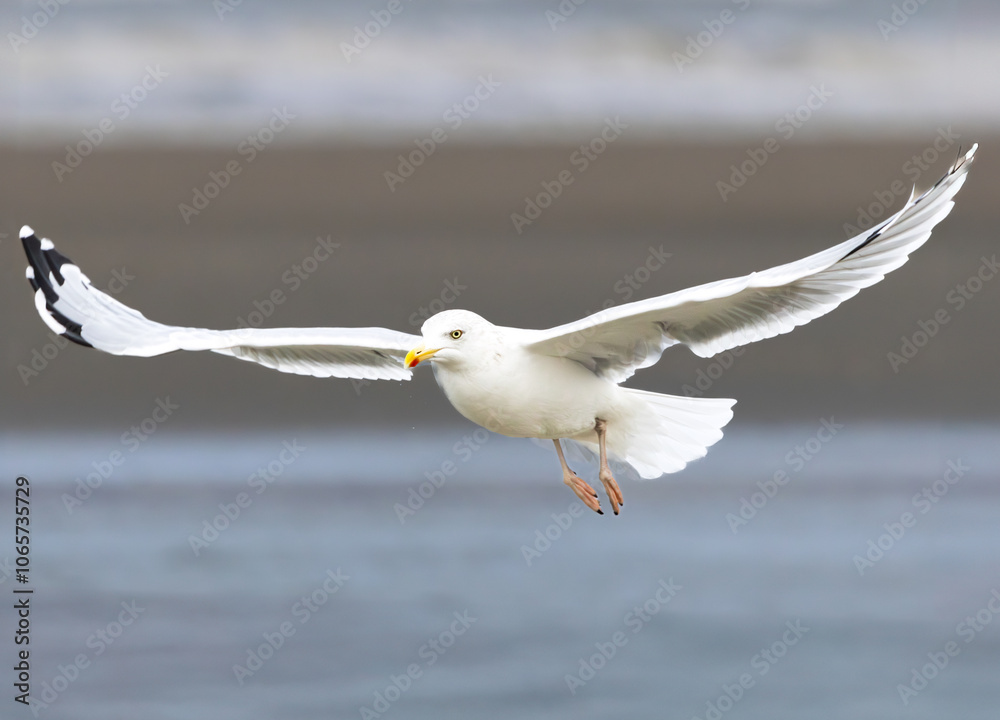 Fototapeta premium Portrait of a flying Herring Gull, Larus argentatus, showing specific features of large yellow bill with red tip and white patch in the black tip of the wing against light neutral background