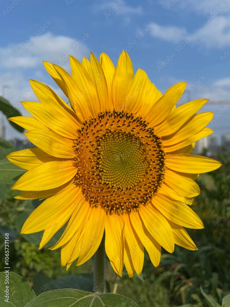 Naklejka premium sunflower in the field
