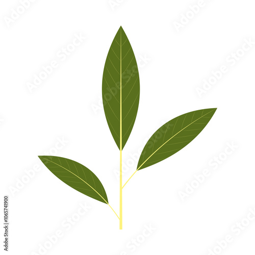 A sprig of bay leaf. Part of my color flat set of 15 best herbs for cooking. Greenery on a white. Herbs for meat, fish, drinks and cocktails. Used dev, app, design, web, ui, advertising.Vector 10 EPS