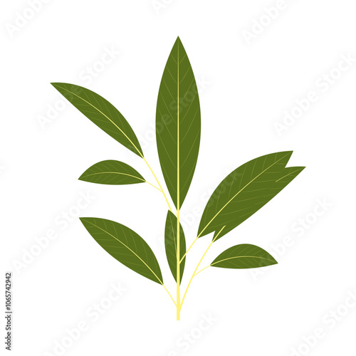 A bunch of bay leaf. Part of my color flat set of 15 best herbs for cooking. Greenery on a white. Herbs for meat, fish, drinks and cocktails. Used dev, app, design, web, ui, advertising.Vector 10 EPS