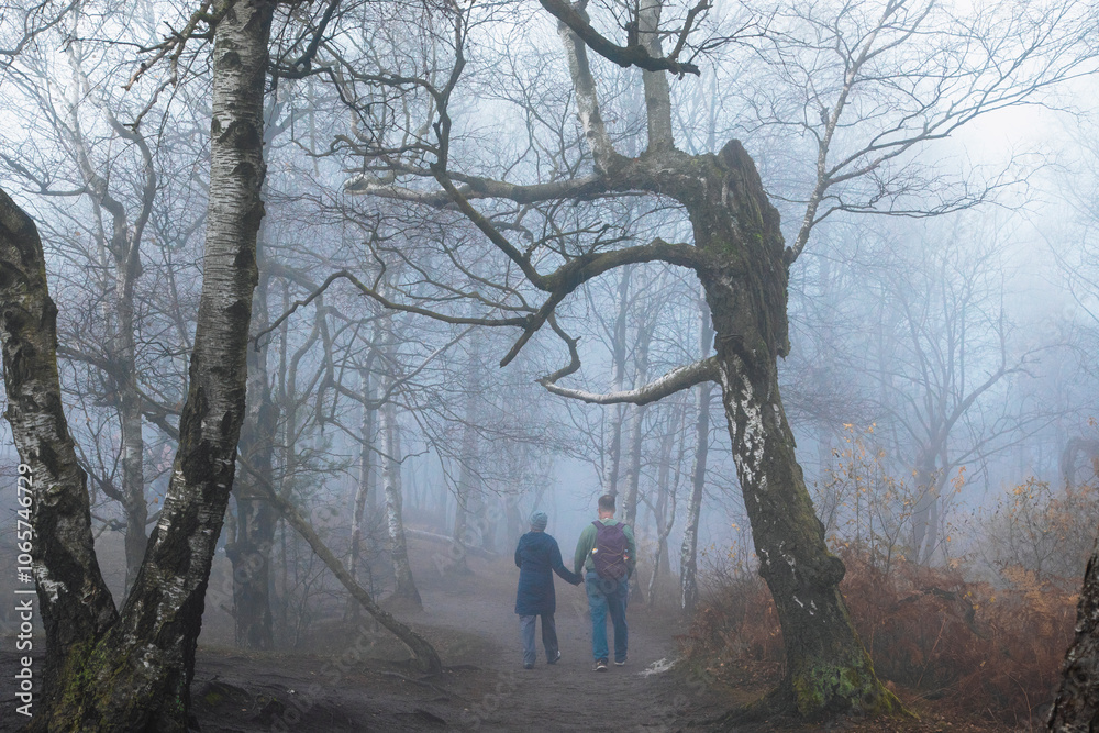 Fototapeta premium walking in the woods with fog