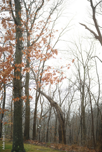 Foggy Day in Pittsburgh Woods