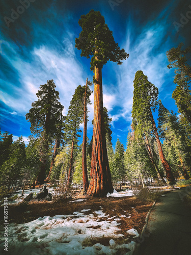 Avenue of Giants | Redwoods | Northern California photo