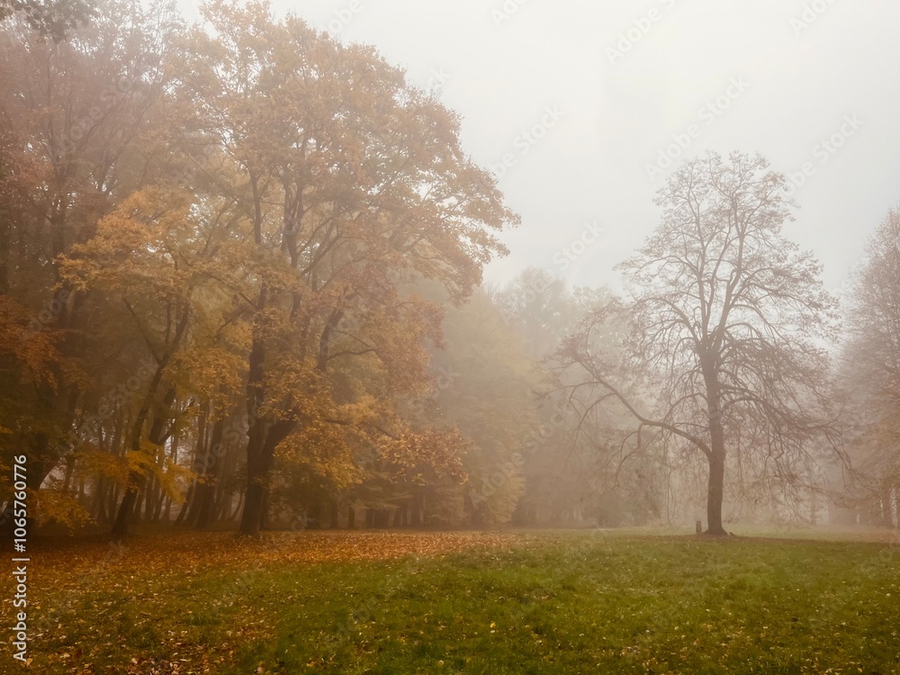 Fototapeta premium golden fall in the morning foggy park, autumn leaves in the park, fogy and misty weather