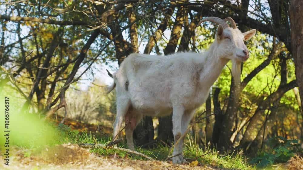 White goat in its natural habitat. Goat stands among trees. Goat breeding, traditional agriculture. Beautiful white goat stands proudly in the autumn forest. Modern agriculture. Meat and dairy farm. White goat in its natural habitat. Goat stands among trees. Goat breeding, traditional agriculture. Beautiful white goat stands proudly in the autumn forest. Modern agriculture. Meat and dairy farm.