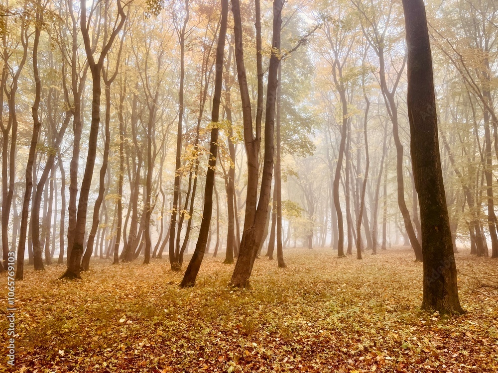 Obraz premium golden fall in the morning foggy park, autumn leaves in the park, fogy and misty weather