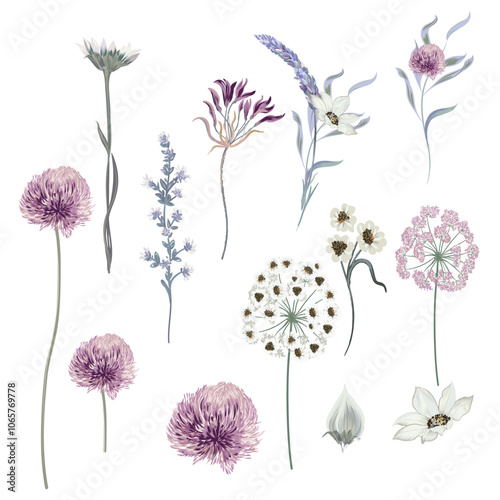 Collection of vector hand drawn field meadow flowers