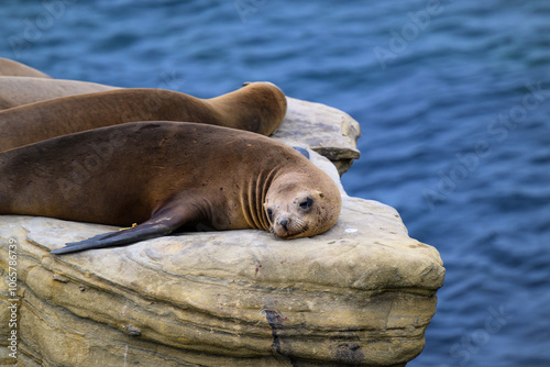 2023-12-31 A SEA LION RESTING ON A LARGE ROCK WITH NICE EYES WITH THE PACIFIC OCEAN IN THE BACKGROUND IN LA JOLLA CALIFORNIA photo