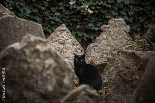black cat in the graveyard