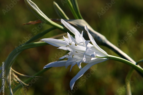 Bulbous plant Pancratium maritima on the sandy shore of the Mediterranean Sea photo