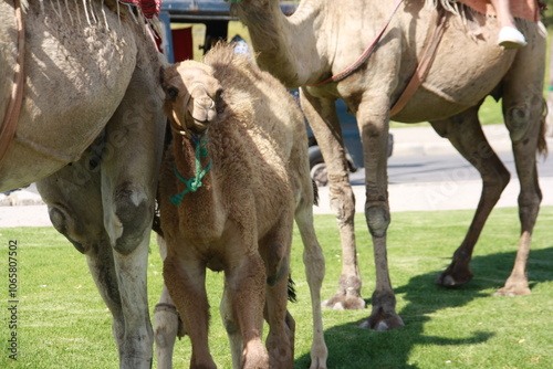 Camellos domésticos paseando por marruecos photo