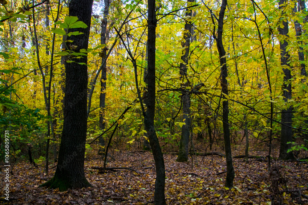 Fototapeta premium Autumn forest in Hungary