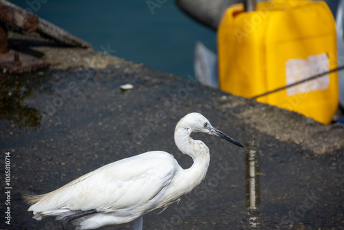 white heron walks in the port on the pier photo