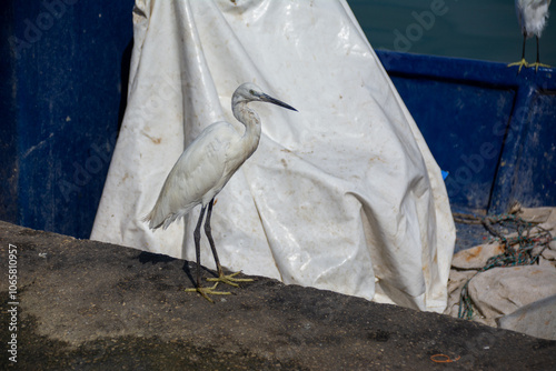 white heron walks in the port on the pier