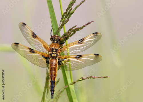 Male four-spotted chaser (dragonfly) sitting on grass