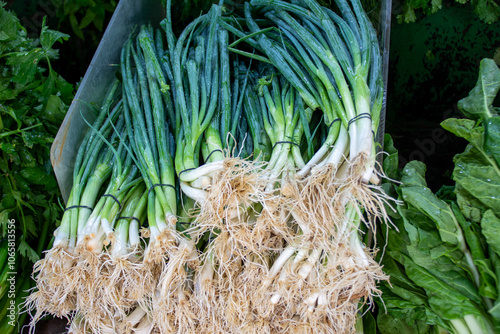 fresh green grocary plant vegitabels on market
