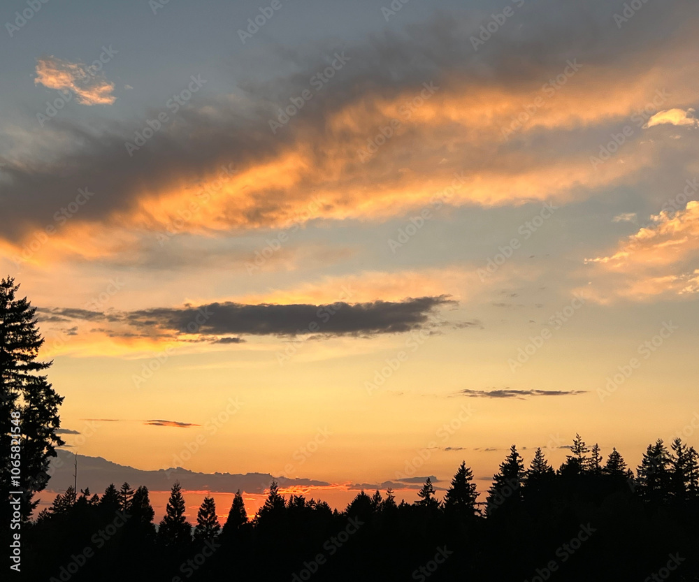 Obraz premium golden sunset with forest trees