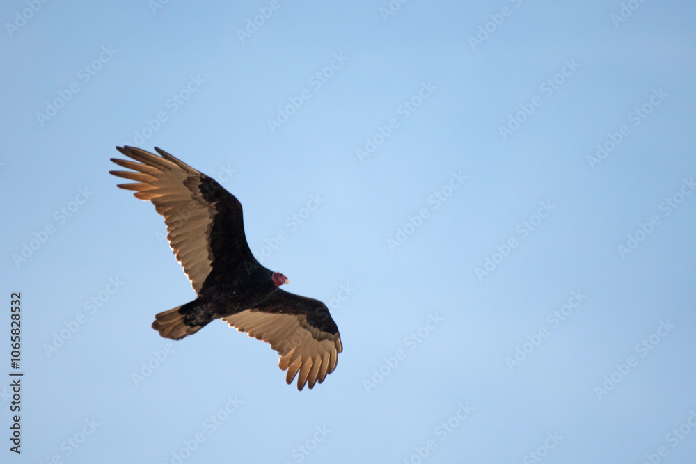 Obraz premium Turkey Vulture flying against a blue sky