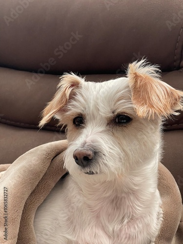 Fotografie sleepy parson russell terrier