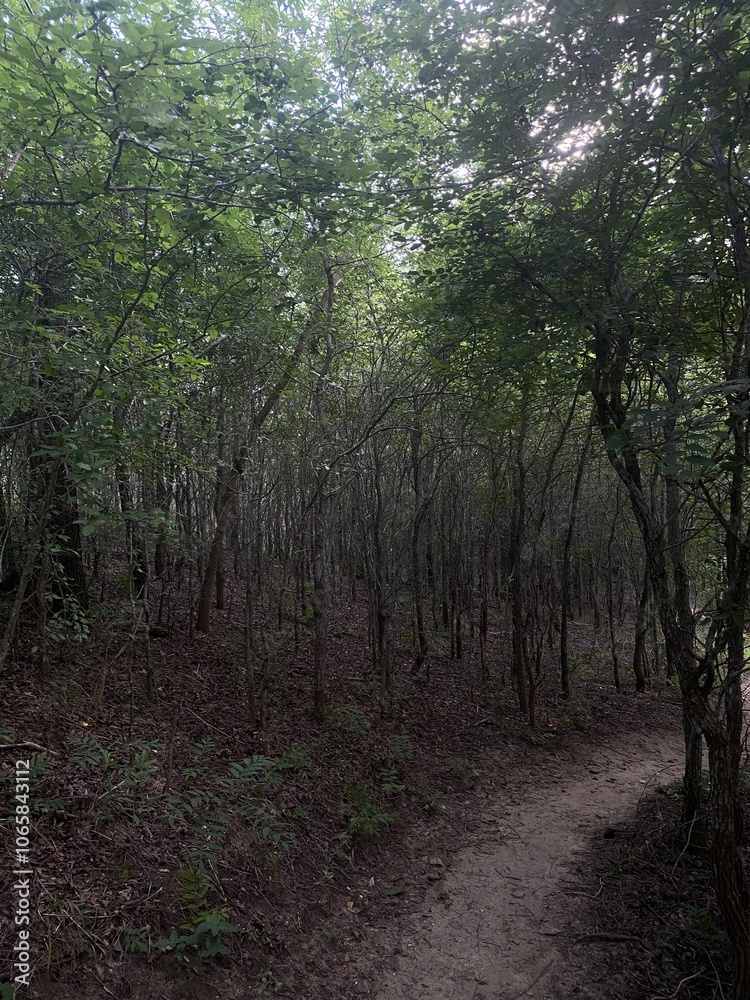 Obraz premium forest