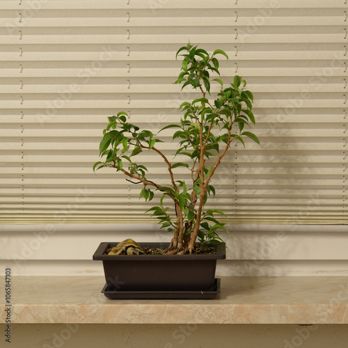 Ficus Bonsai