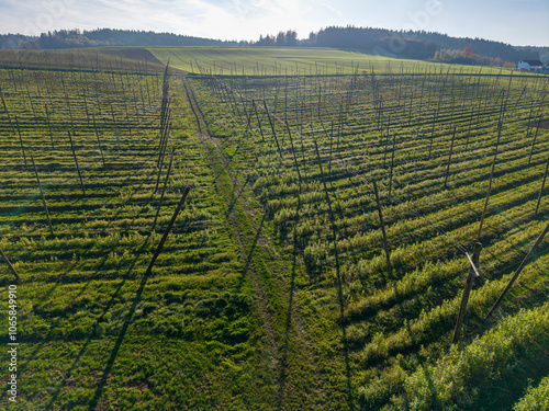 Pfaffenhofen Bavaria and its harvested hops field during autumn season photo