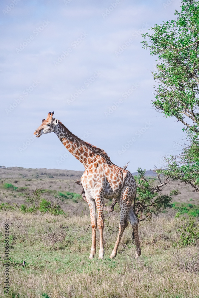 Fototapeta premium giraffe in the wild