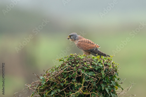 Falco tinnunculus - Common kestrel - Faucon crécerelle photo