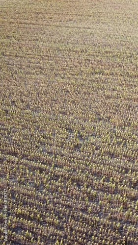 Camera moving forward over immense plantation field