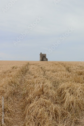 golden wheatfield in ardmore waterford, with blue expanse of sky. summer days out