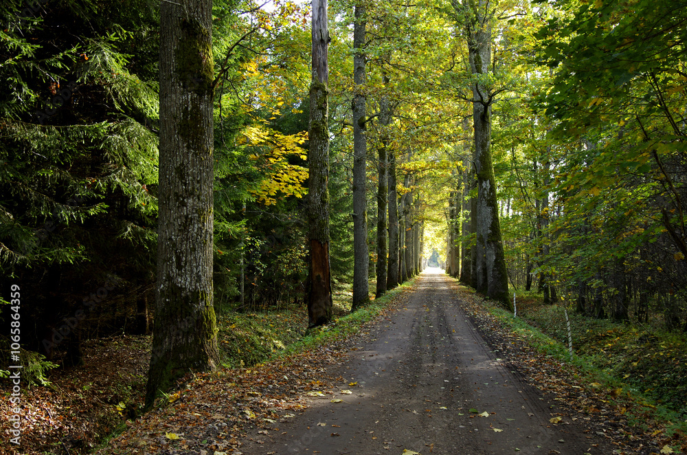 Fototapeta premium Path between oaks in autumn