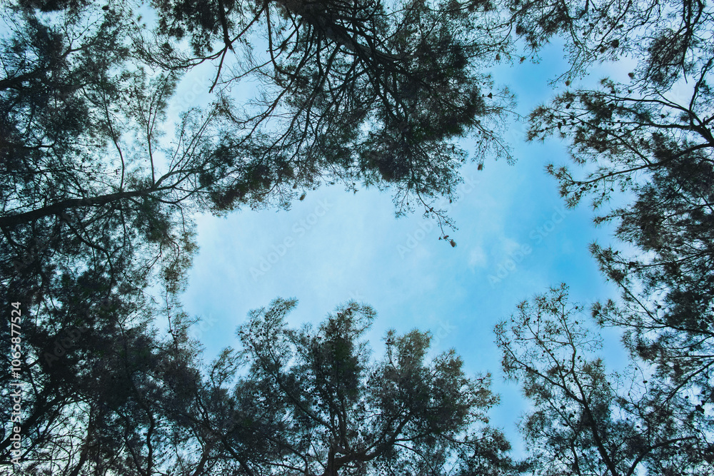 Obraz premium trees and sky